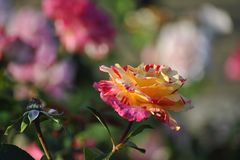 Eine Delbard Rose vom Sommer 15