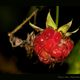 Beeren und Früchte