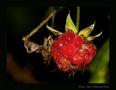 Beeren und Früchte