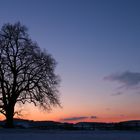 Eine der altehrwürdigen Linden der Gallusstadt