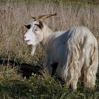 Eine der beiden Ziegen in der Schafsherde