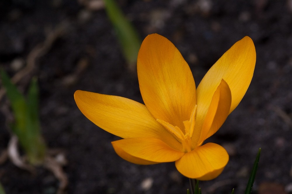 Eine der ersten Blüten