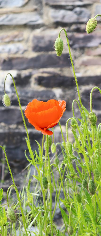 Eine der Ersten Mohnblumen