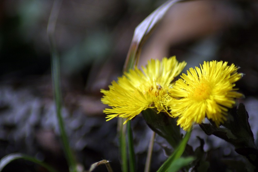 Eine der ersten...Huflattich (Tussilago farfara)