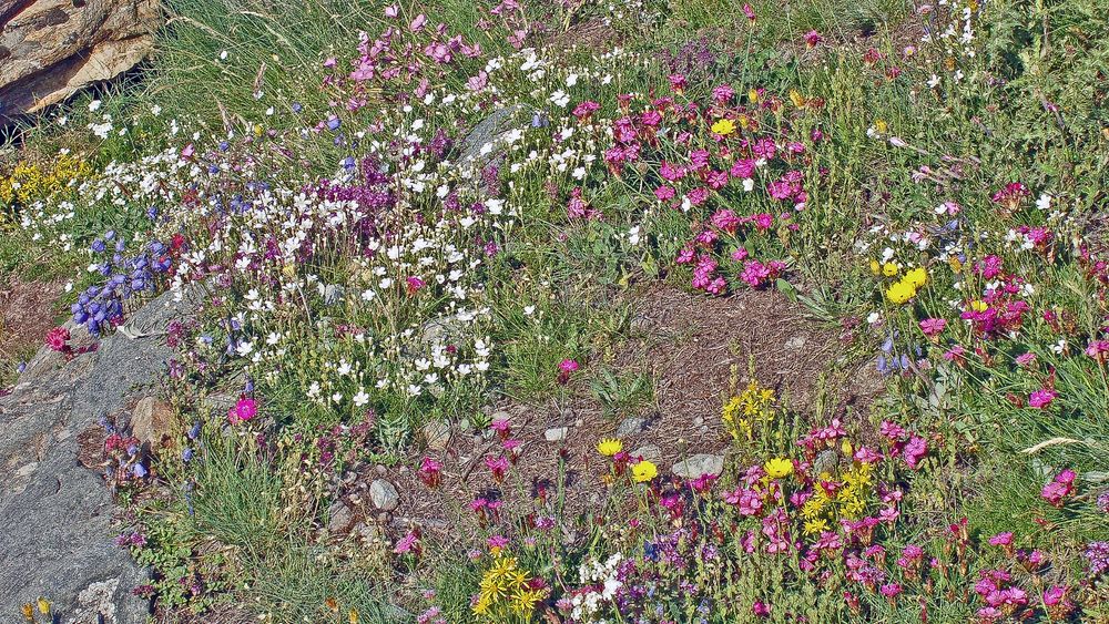 Eine der farbenfrohsten Hochgebirgsstellen zu der man auch bunt sagen könnte...