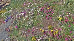 Eine der farbenfrohsten Hochgebirgsstellen zu der man auch bunt sagen könnte...