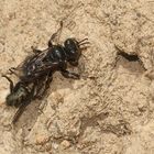 Eine der Fliegenspießwespen - Oxybelus (cf.) bipunctatus - ...