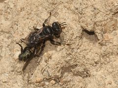 Eine der Fliegenspießwespen - Oxybelus (cf.) bipunctatus - ...