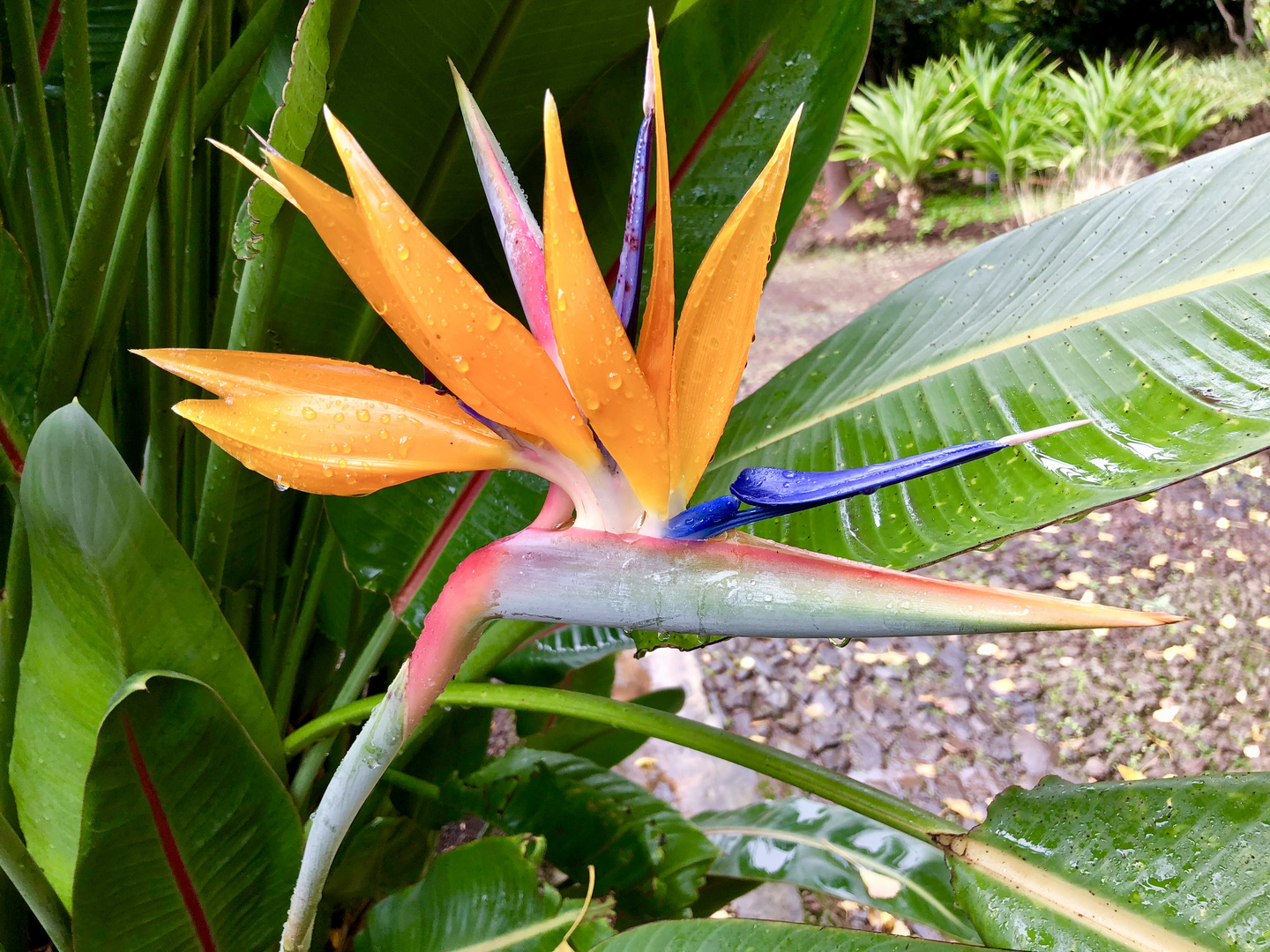 Eine der für Madeira typischen Blüten, die Strelizie