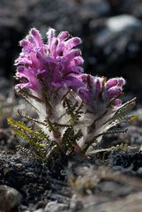 Eine der grösseren Pflanzen auf Svalbard (Spitzbergen)