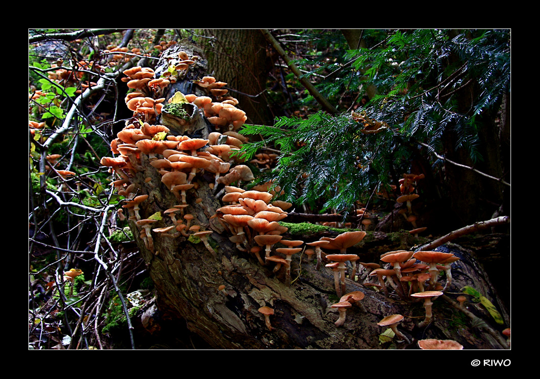 eine der größten Pilzfamilien die ich selbst in der Natur sah........