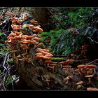 eine der größten Pilzfamilien die ich selbst in der Natur sah........
