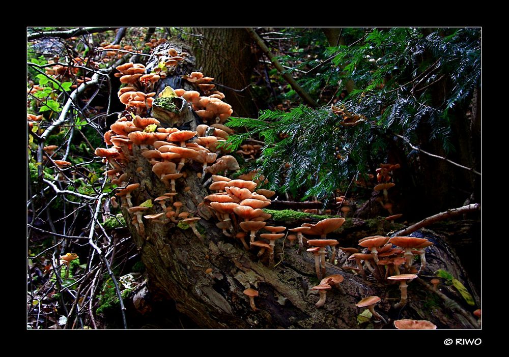 eine der größten Pilzfamilien die ich selbst in der Natur sah........