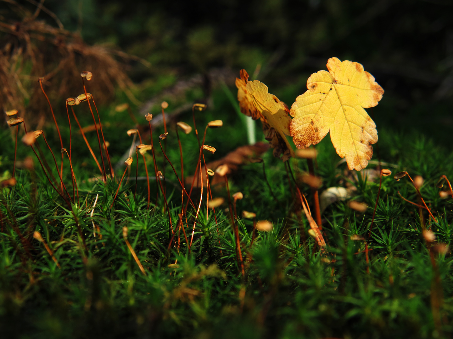 Eine DER Herbstfarben