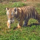 Eine der kleinen Tigerbabies .....