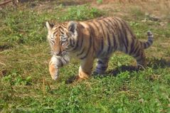 Eine der kleinen Tigerbabies .....