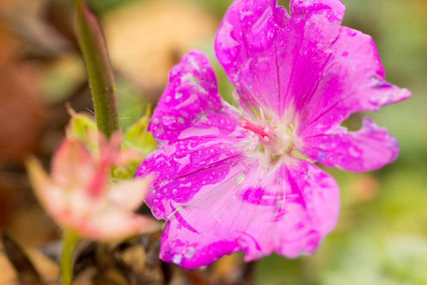 Eine der letzen schönen Blüten bei uns zu Haus