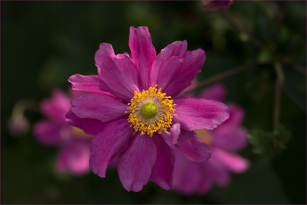 Eine der letzten Anemonen im späten....