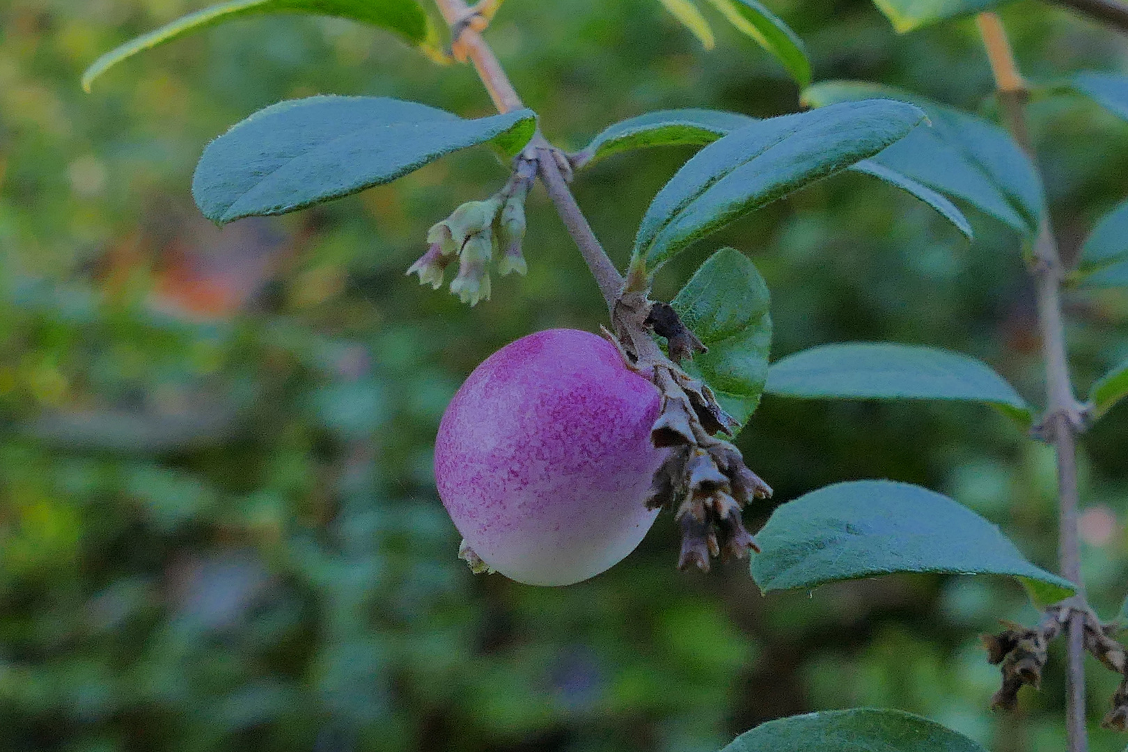 eine der letzten Beeren