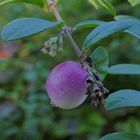 eine der letzten Beeren