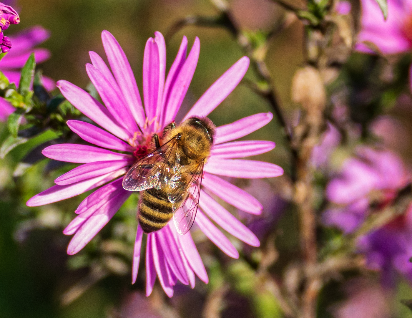 Eine der letzten Bienen