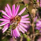 Eine der letzten Bienen