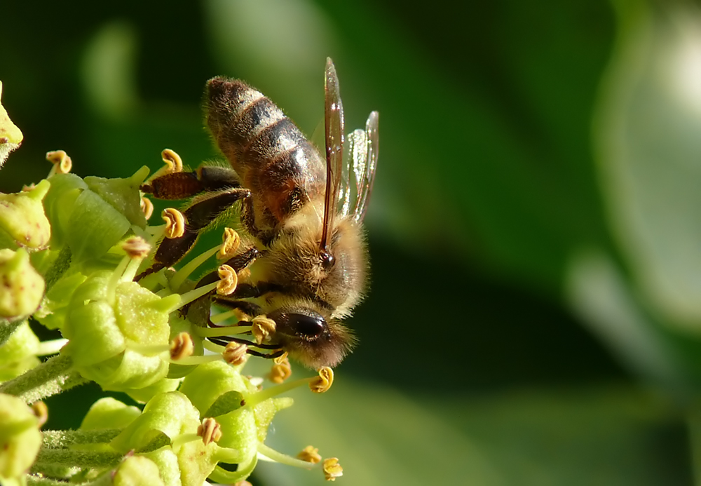 Eine der letzten Bienen beim Nektarsammeln