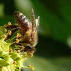 Eine der letzten Bienen beim Nektarsammeln