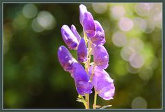 eine der letzten Blüten...