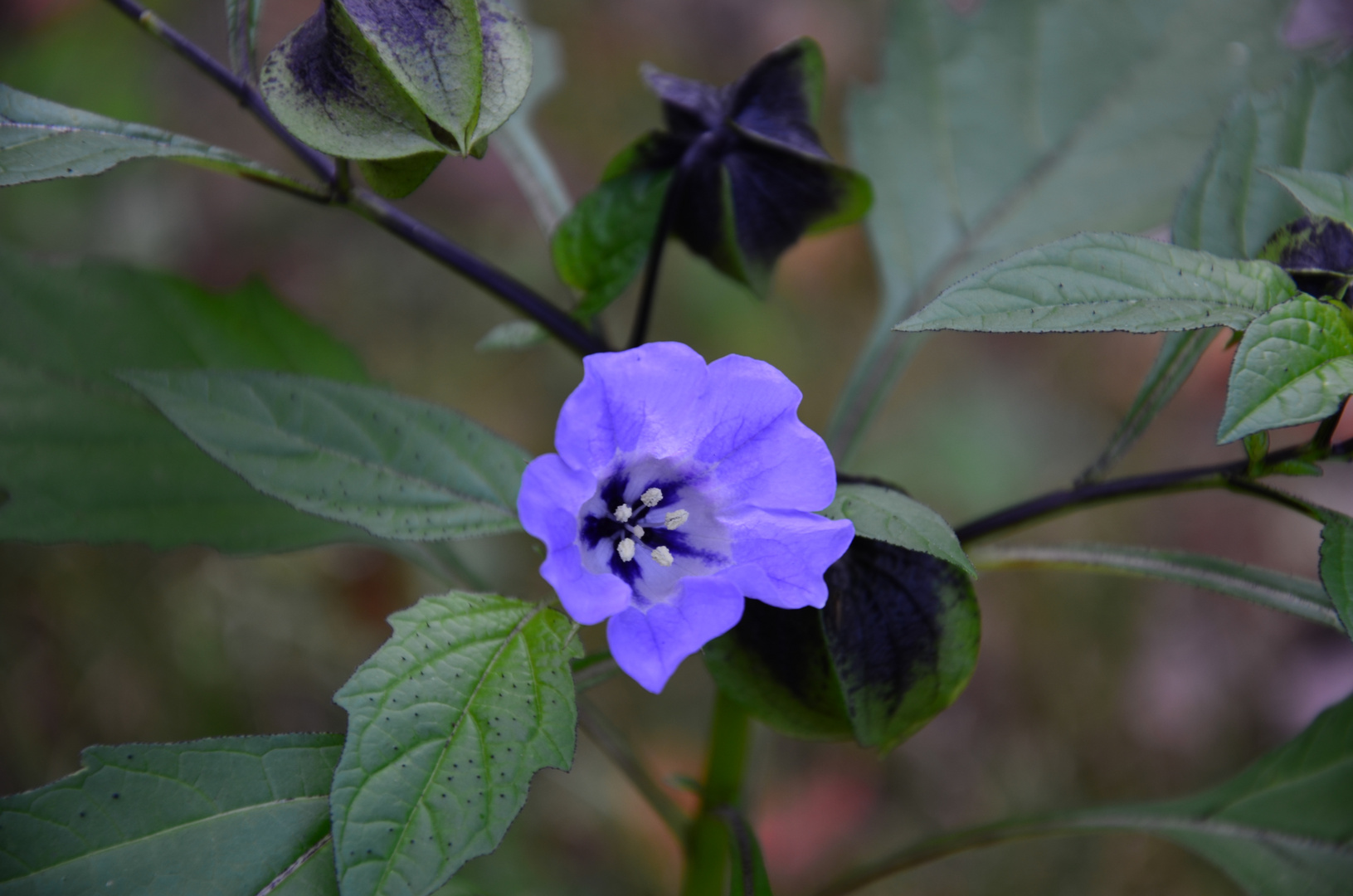 EIne der letzten Blüten