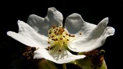 Eine der letzten Blüten der Wildrose im Garten am 8.6.2012