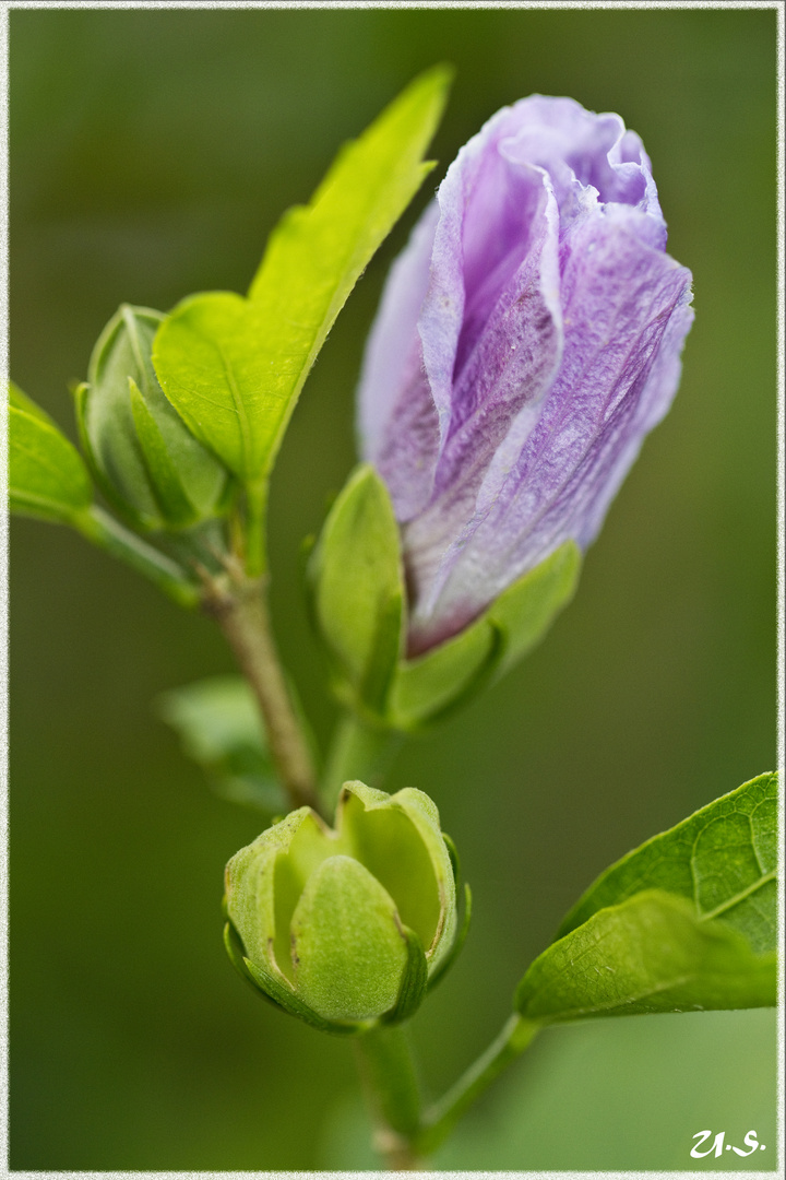 Eine der letzten Blüten des Sommers...