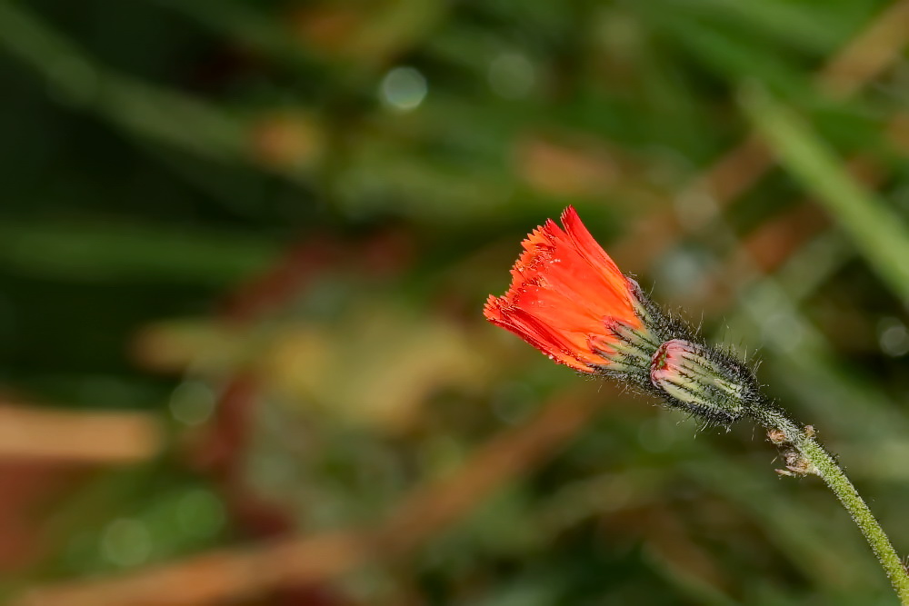 eine der letzten Blüten...