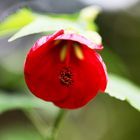 eine der letzten Blüten im Herbst