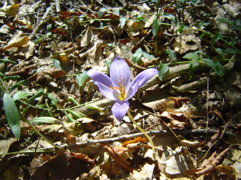 Eine der letzten Blumen