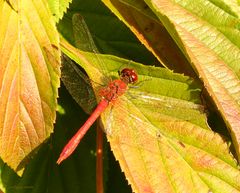 Eine der letzten Feuerlibelle auf herbstlichem Laub