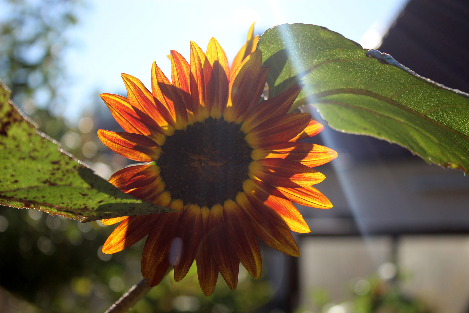 Eine der Letzten im Garten