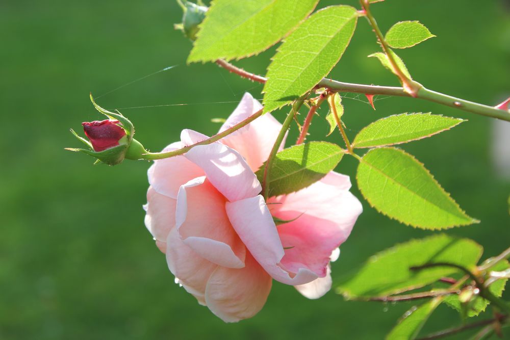 eine der letzten im garten