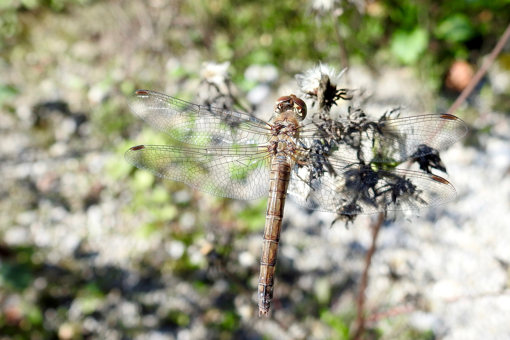 eine der letzten Libellen im Garten