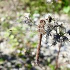 eine der letzten Libellen im Garten