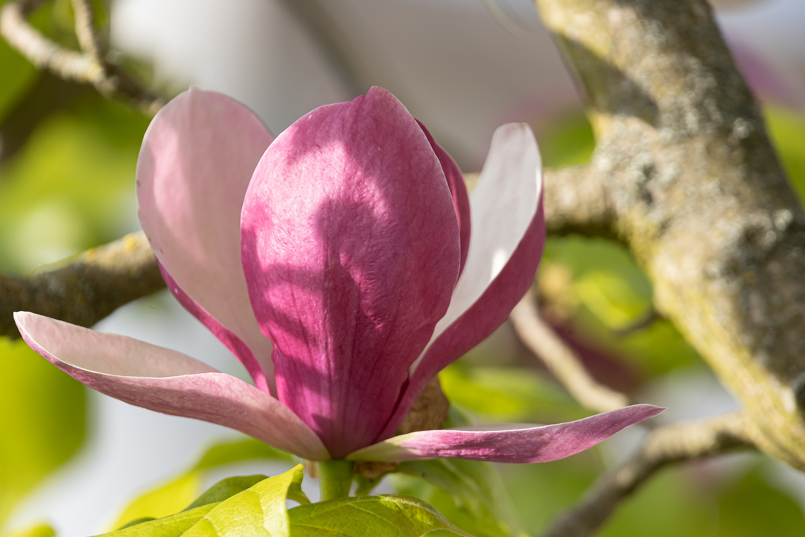 Eine der letzten Magnolienblüten