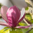 Eine der letzten Magnolienblüten