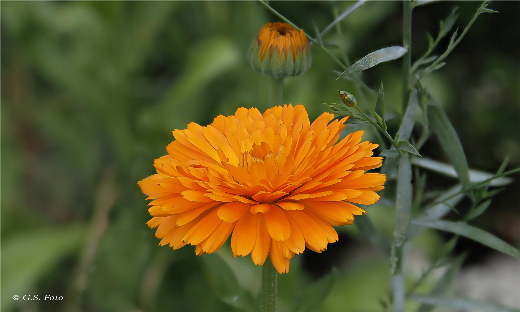 Eine der letzten Ringelblumen.......