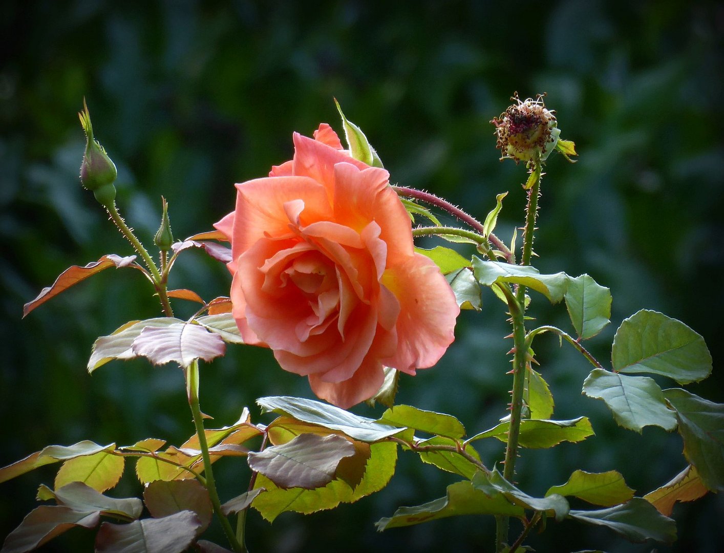 Eine der letzten Rosen