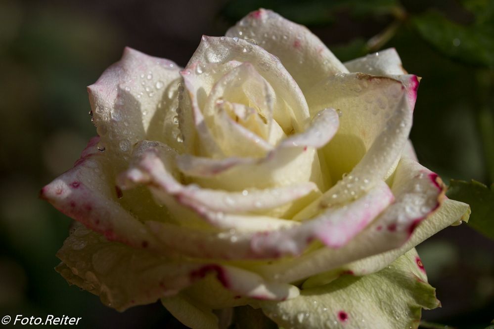 eine der letzten Rosen in diesem Jahr