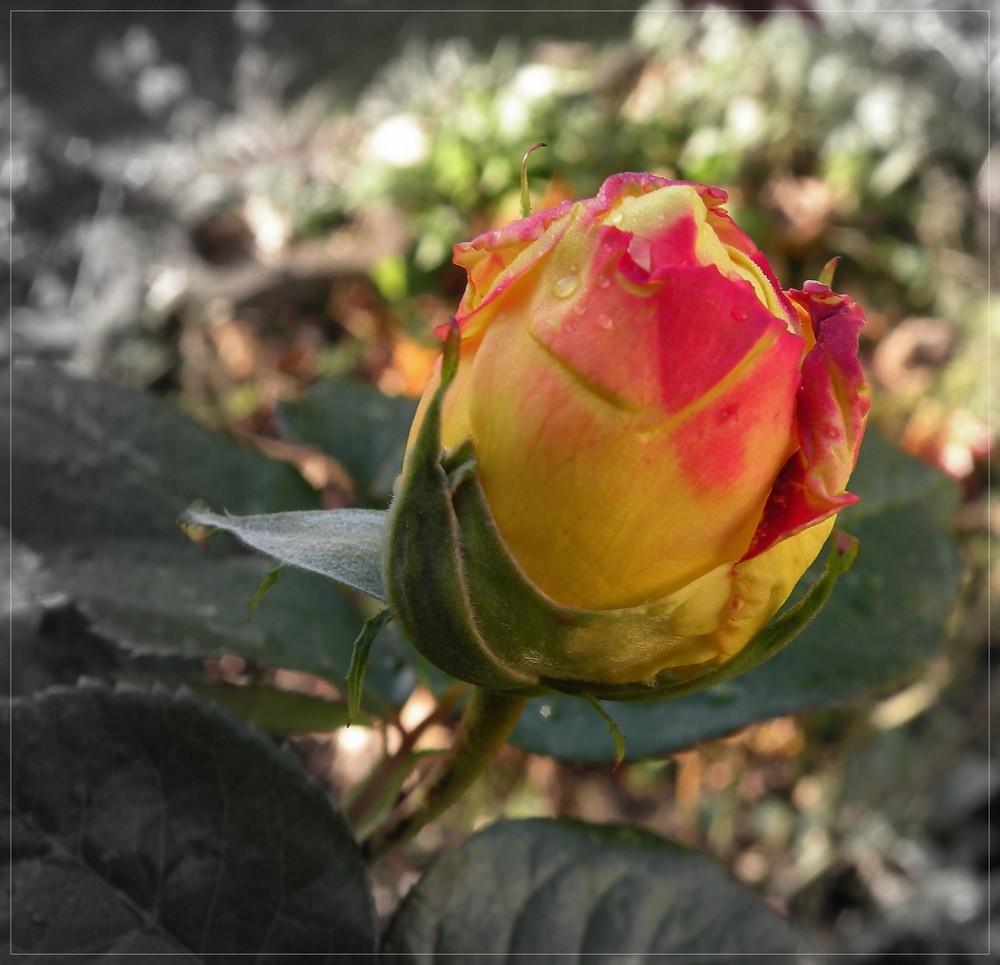 Eine der letzten Rosenblüten im November,Gloria Dei.