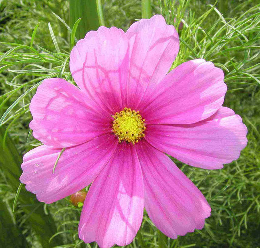 ..eine der letzten Sommerblüten