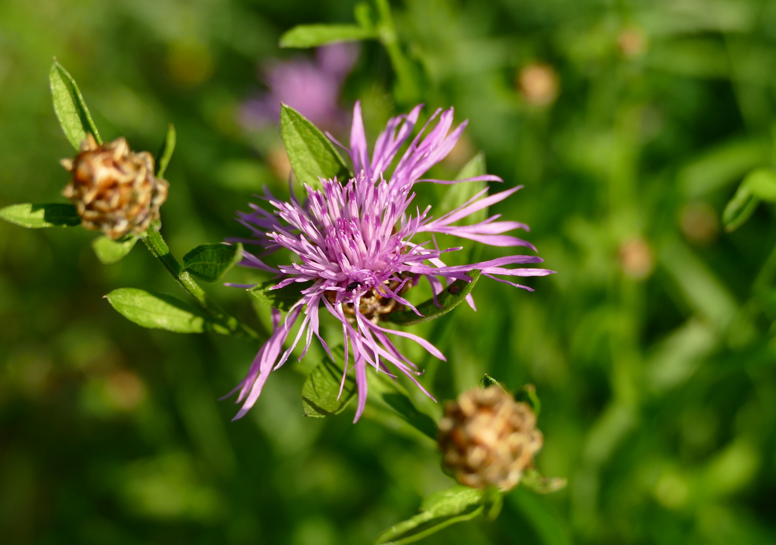 Eine der letzten Sommerblumen