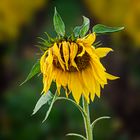 Eine der letzten Sonnenblumen im Weinberg