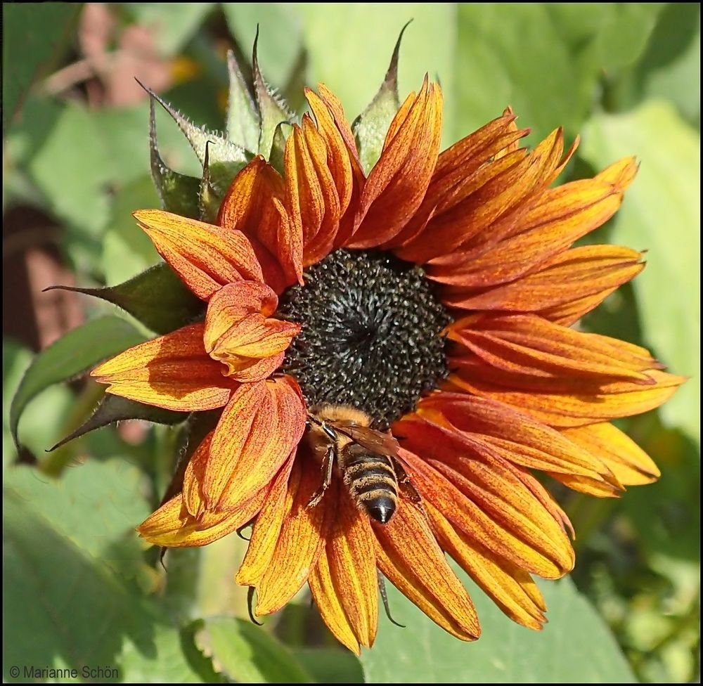 Eine der letzten Sonnenblumen mit Bienchenbesuch...